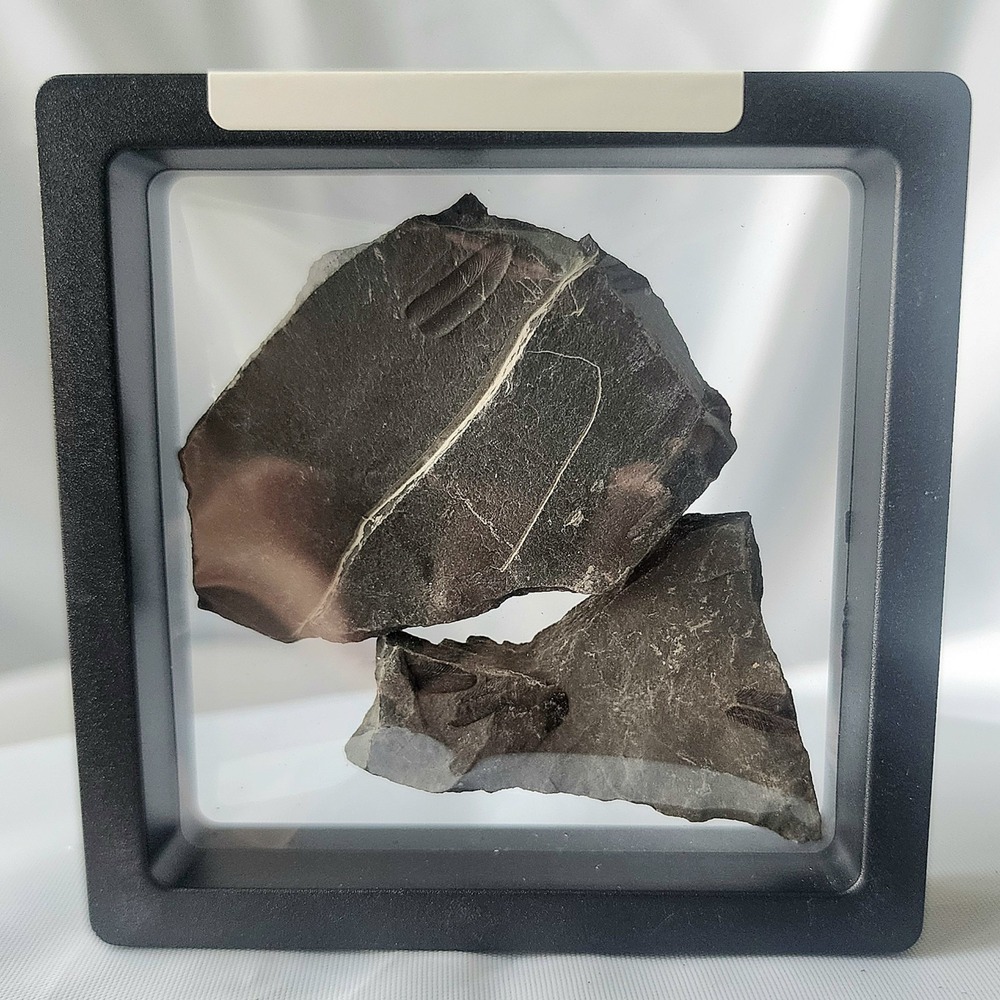 Unique Rare Carboniferous Coal‎ Era Fossil From World Famous Union Chaple Mines